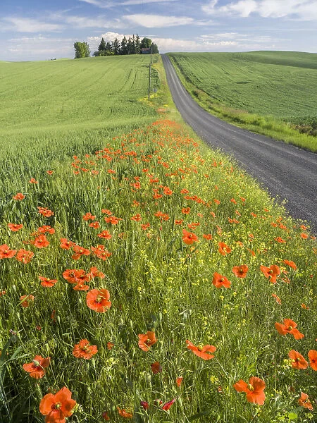 Wildflowers and poppies blooming along side a rural road in the Palouse