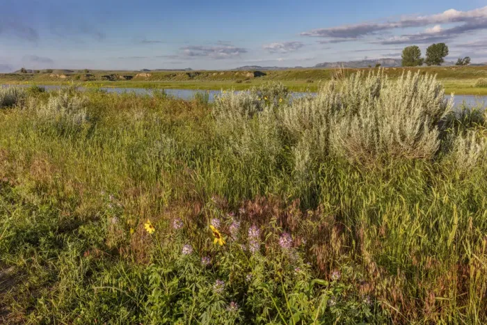 Framed Print : Wildflowers along the Powder River in Custer County, Montana, USA Framed Print : Wildflowers along the Powder River in Custer County, Montana, USA