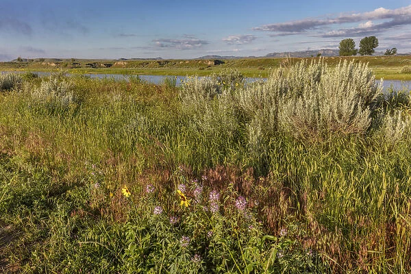 Wildflowers along the Powder River in Custer County, Montana, USA
