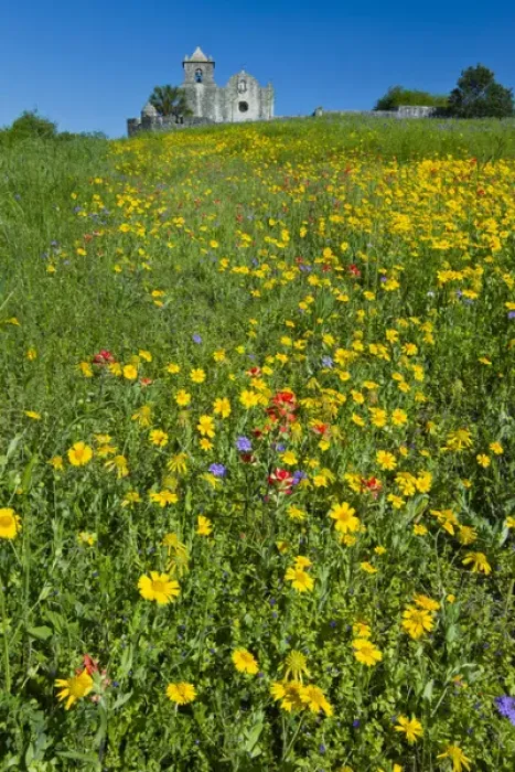 Framed Print : Wildflowers at Presidio La Bahia, Goliad, Texas Framed Print : Wildflowers at Presidio La Bahia, Goliad, Texas
