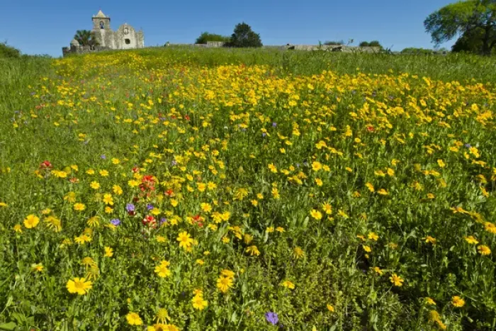 Framed Print : Wildflowers at Presidio La Bahia, Goliad, Texas Framed Print : Wildflowers at Presidio La Bahia, Goliad, Texas