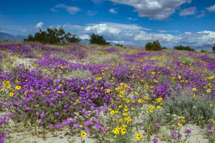 Framed Print : Wildflowers, San Jacinto Mountain, Palm Springs California