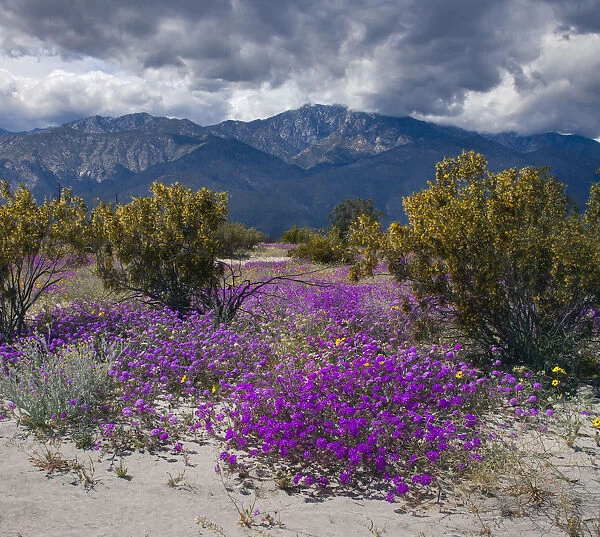 Wildflowers in Spring, Coachella Valle