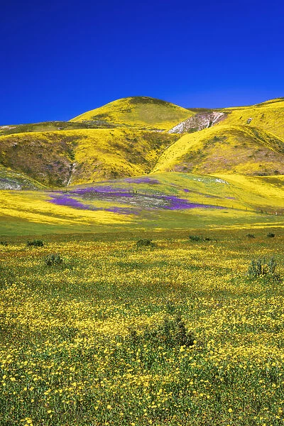 Wildflowers in the Temblor Range, Carrizo Plain National Monument, California, USA