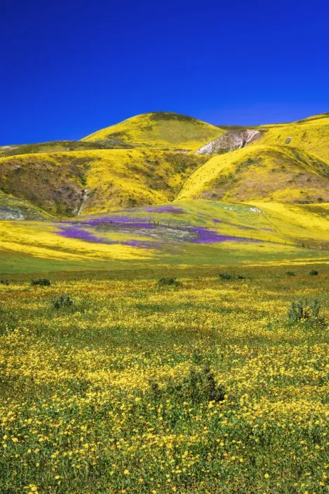 Framed Print : Wildflowers in the Temblor Range, Carrizo Plain National Monument, California, USA Framed Print : Wildflowers in the Temblor Range, Carrizo Plain National Monument, California, USA