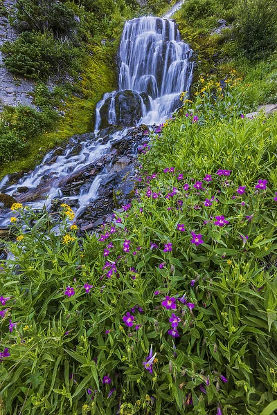 Wildflowers along Vidae Falls in Crater Lake National Park, Oregon, USA