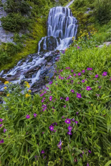 Framed Print : Wildflowers along Vidae Falls in Crater Lake National Park, Oregon, USA Framed Print : Wildflowers along Vidae Falls in Crater Lake National Park, Oregon, USA