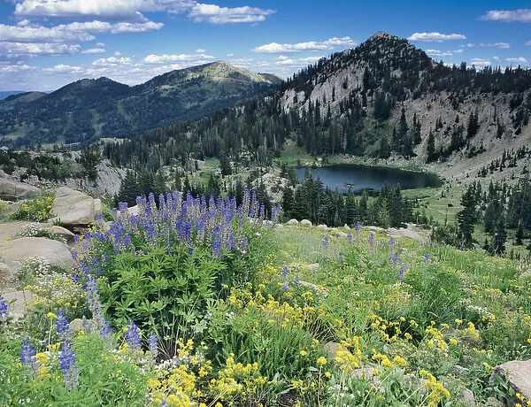 Wildflowers & View of Lake Catherine from Catherines Pass, Uinta Wasatch National Forest