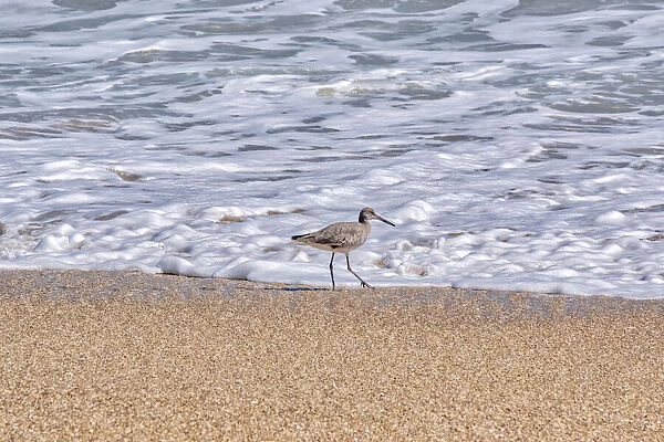 Willet looking for food at the beach