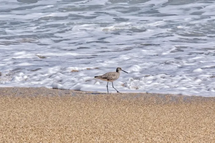 Framed Print : Willet looking for food at the beach