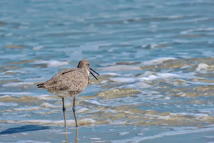 Framed Print : Willet, sandpiper wading in ocean Framed Print : Willet, sandpiper wading in ocean