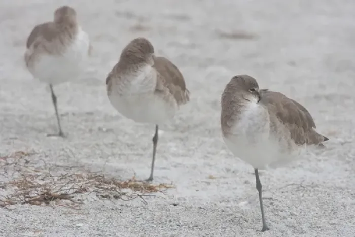 Framed Print : Willets, Catoptrophorus semipalmatus, at Fort De Soto Park in Pinellas County, Florida