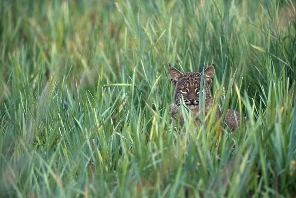William L. Finley National Wildife Refuge, Oreogn, a Bobcat (Lynx rufus) hunting