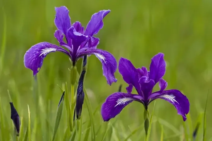 Framed Print : William L. Finley National Wildlife Refuge, Oregon, Tough leaved Iris (Iris tenax)