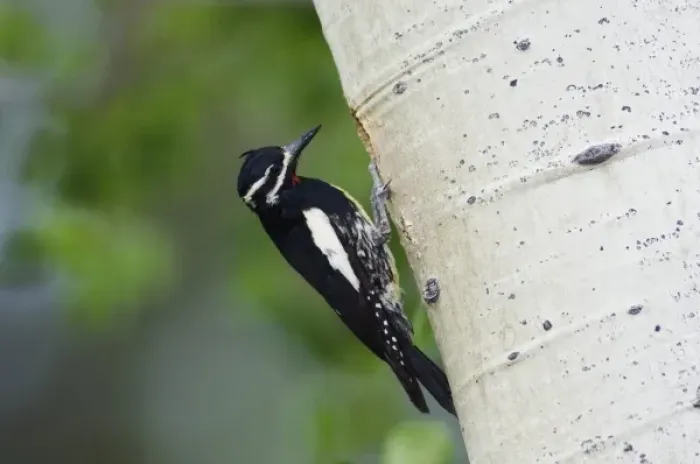 Framed Print : Williamsons Sapsucker, Sphyrapicus thyroideus, adult male at nesting cavity in aspen tree