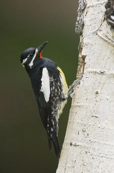 Williamsons Sapsucker, Sphyrapicus thyroideus, adult male at nesting cavity in aspen tree