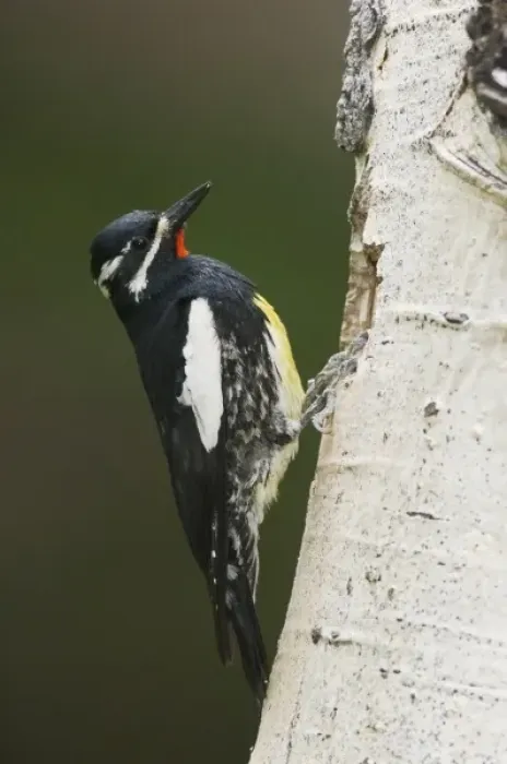 Framed Print : Williamsons Sapsucker, Sphyrapicus thyroideus, adult male at nesting cavity in aspen tree