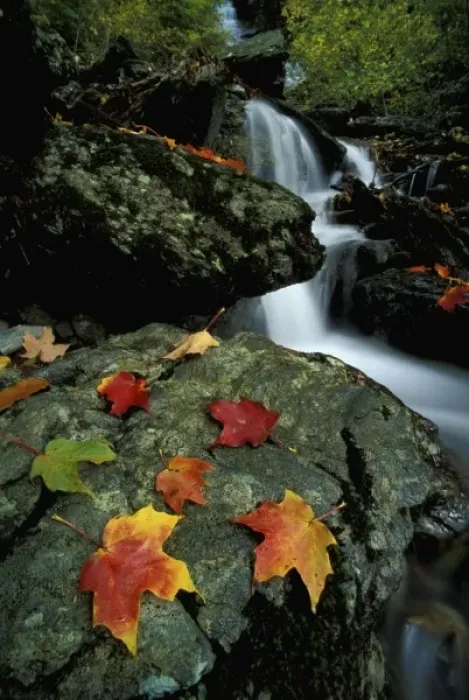 Framed Print : Williamstown, MA. Fall leaves and Money Brook Falls. Mount Greylock State Reservation