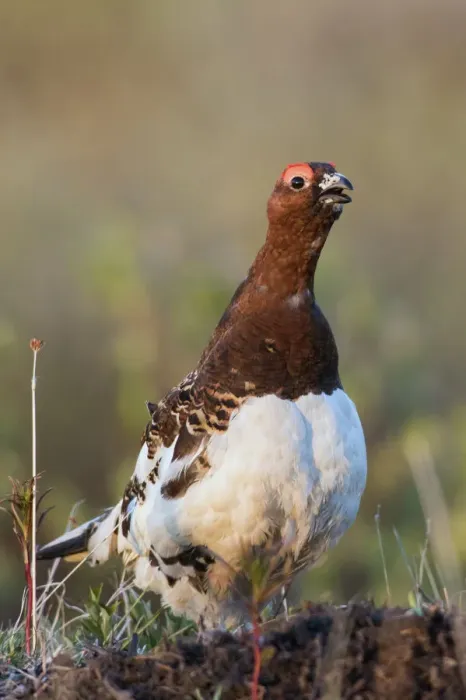 Framed Print : Willow Ptarmigan Calling