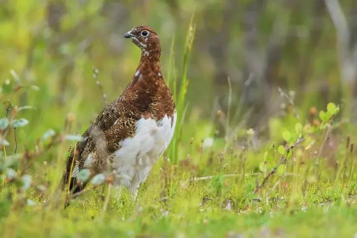 Framed Print : Willow ptarmigan at home in the arctic tundra of Northern Manitoba Framed Print : Willow ptarmigan at home in the arctic tundra of Northern Manitoba