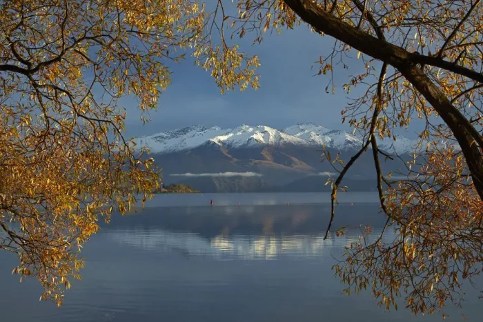 Framed Print : Willow tree and Buchanan Peaks reflected in Lake Wanaka, Otago, South Island, New Zealand Framed Print : Willow tree and Buchanan Peaks reflected in Lake Wanaka, Otago, South Island, New Zealand