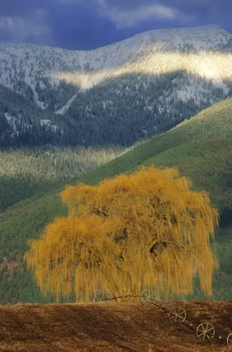 Framed Print : Willow tree in farm field with Swan Mountains in the Flathead Valley of Montana Framed Print : Willow tree in farm field with Swan Mountains in the Flathead Valley of Montana