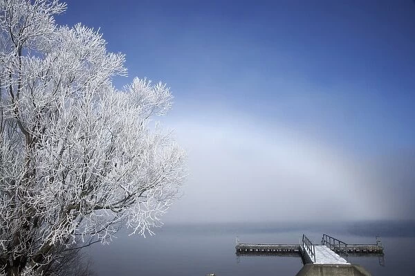 Willow Tree and Jetty in Hoar Frost, Lake Ohau, Mackenzie Country, South Island