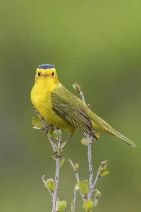 Framed Print : Wilsons Warbler
