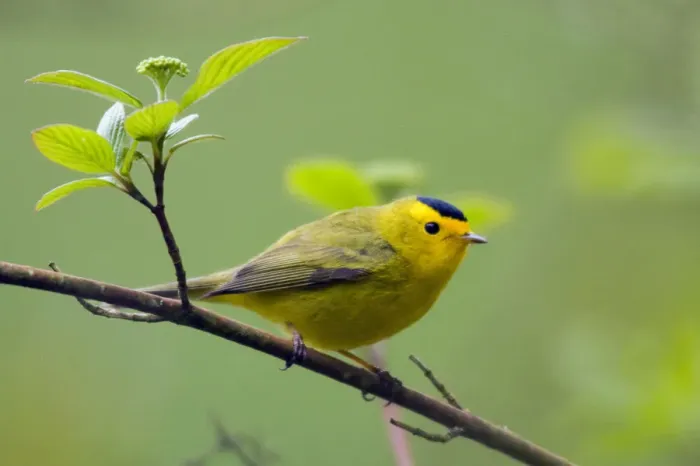 Framed Print : Wilsons Warbler Framed Print : Wilsons Warbler