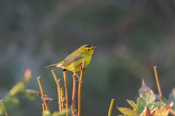 Wilsons Warbler (Cardellina pusilla) Marion Co. IL