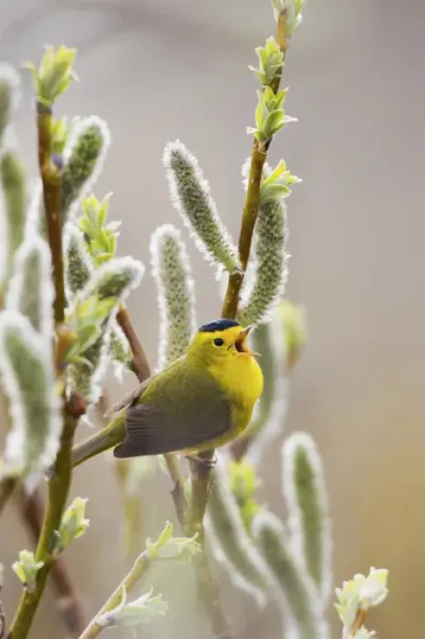 Framed Print : Wilsons Warbler Singing