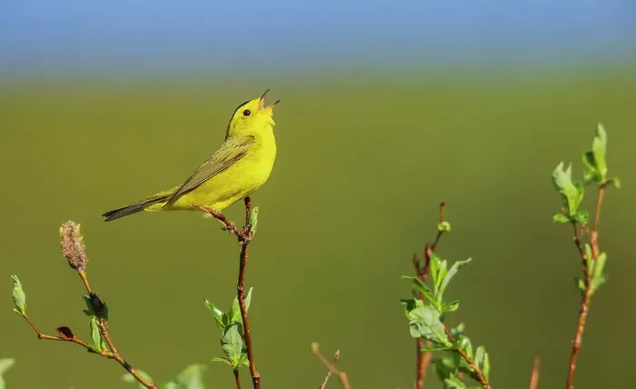 Framed Print : Wilson's warbler singing from willow perch, Alaska, USA Framed Print : Wilson's warbler singing from willow perch, Alaska, USA
