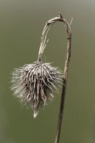 Wilted thistle, Michigan