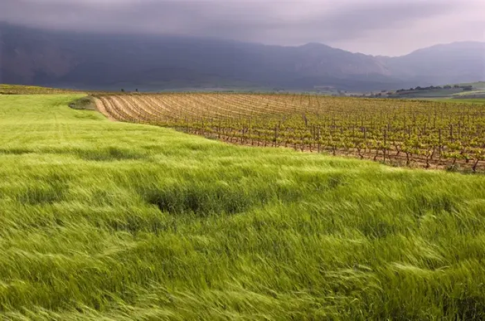 Framed Print : Wind blowing across a green wheat field next to a vineyard with the Sierra Cantabria Framed Print : Wind blowing across a green wheat field next to a vineyard with the Sierra Cantabria