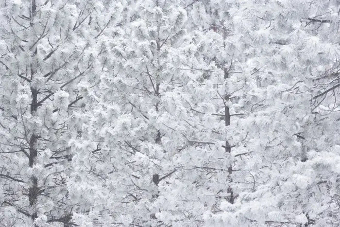 Framed Print : Wind-blown frosted snow on trees, Mt. Hood National Forest, Oregon