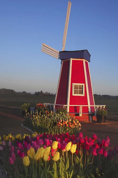Wind Mill at the Tulip Festival, Woodburn, Oregon, USA