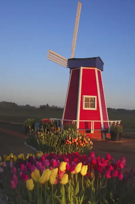 Framed Print : Wind Mill at the Tulip Festival, Woodburn, Oregon, USA Framed Print : Wind Mill at the Tulip Festival, Woodburn, Oregon, USA