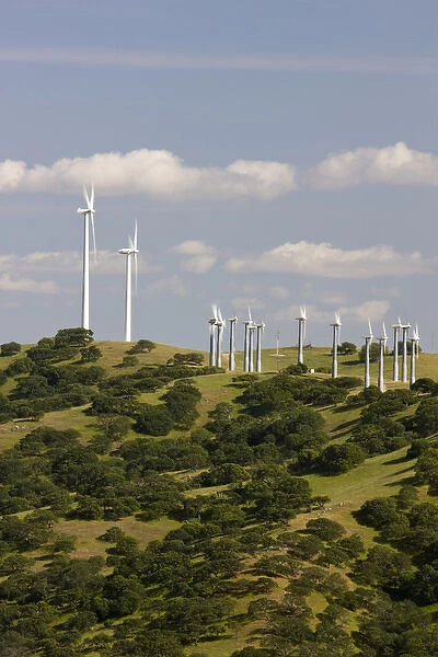 Wind turbines above a California Oak forest in the hills of California
