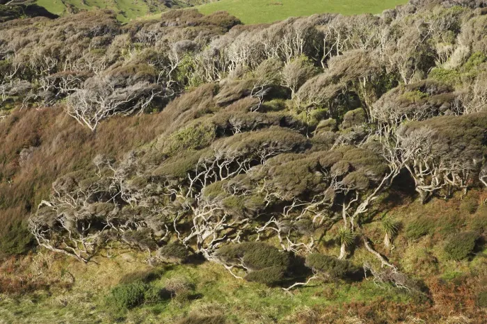 Framed Print : Windblown Manuka near Wharariki Beach and Cape Farewell, Nelson Region, South Island
