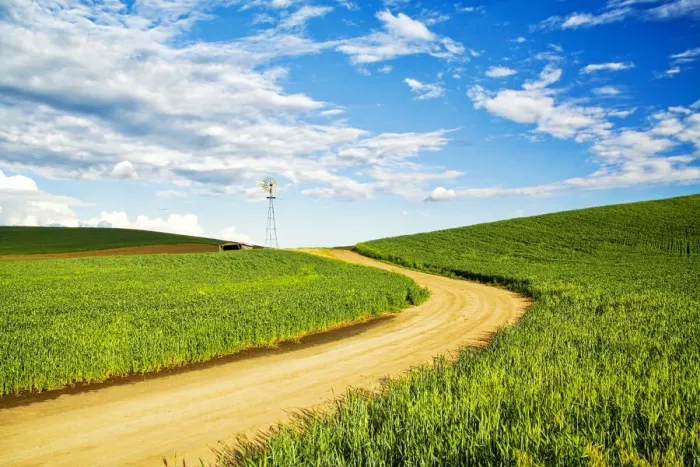 Framed Print : Winding backroad through Spring wheat fields, USA, Washington State, Palouse Region