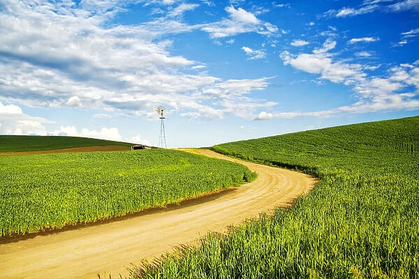 Winding backroad through Spring wheat fields, USA, Washington State, Palouse Region