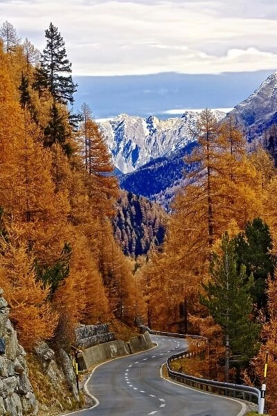 Winding road and Larch (Larix europaea) trees in autumn, Swiss Alps