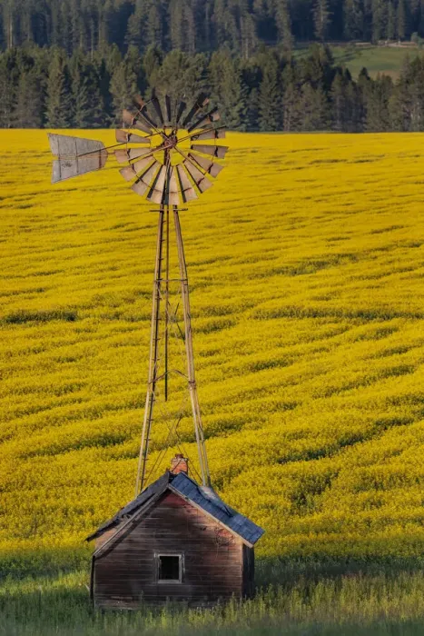 Framed Print : Windmill over canola field in the Flathead Valley of Montana Framed Print : Windmill over canola field in the Flathead Valley of Montana