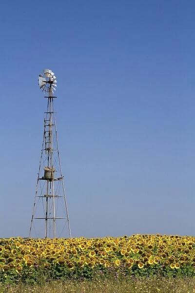 Windmill and field of sunflowers north of Necochea, Argentina