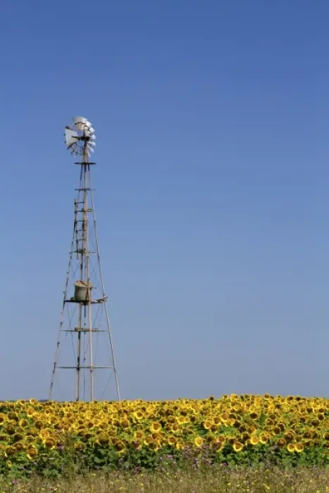 Framed Print : Windmill and field of sunflowers north of Necochea, Argentina Framed Print : Windmill and field of sunflowers north of Necochea, Argentina