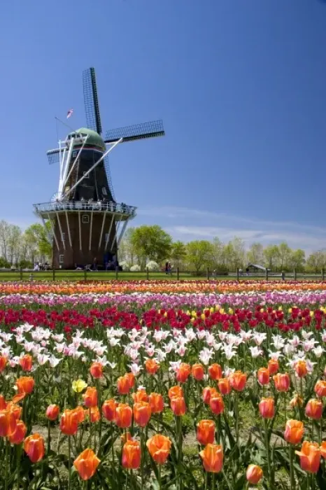 Framed Print : Windmill Island park with tulips in bloom at Holland, Michigan