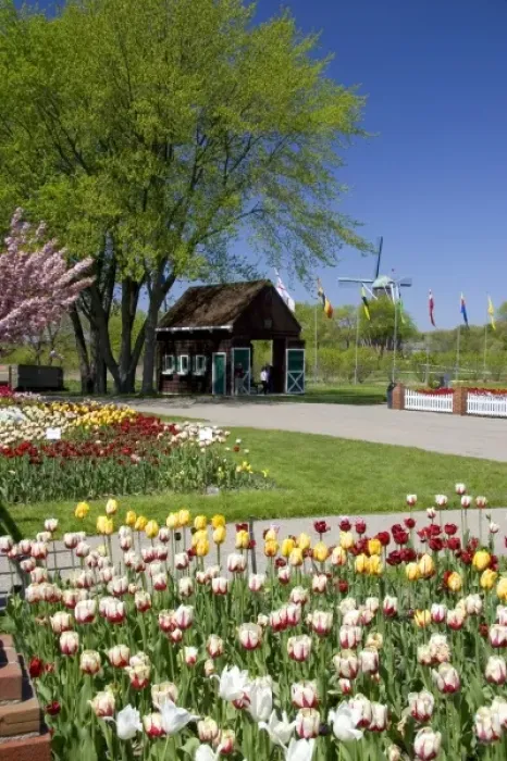 Framed Print : Windmill Island park with tulips in bloom at Holland, Michigan