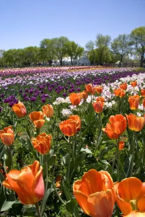 Framed Print : Windmill Island park with tulips in bloom at Holland, Michigan