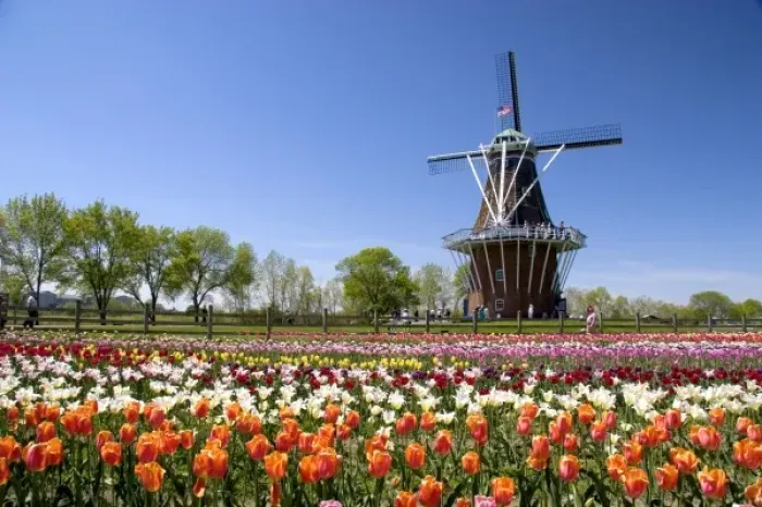 Framed Print : Windmill Island park with tulips in bloom at Holland, Michigan Framed Print : Windmill Island park with tulips in bloom at Holland, Michigan