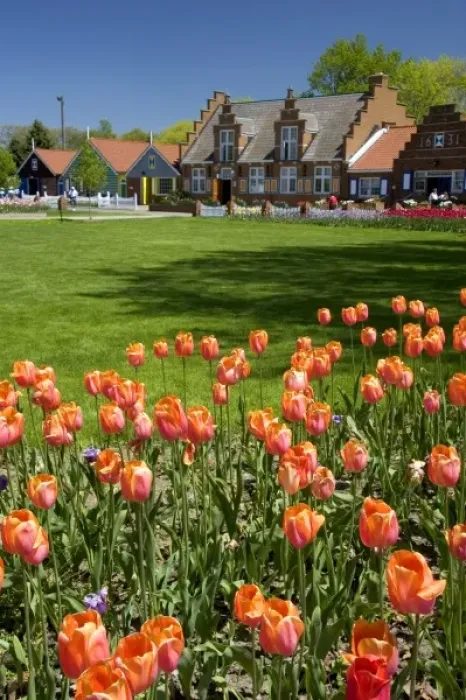 Framed Print : Windmill Island park with tulips in bloom at Holland, Michigan